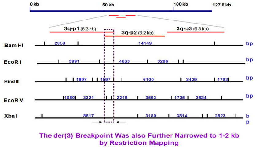 3q Southern blot analysis